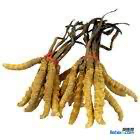 收購過期長霉冬蟲夏草13439830111回收禮品燕窩海參